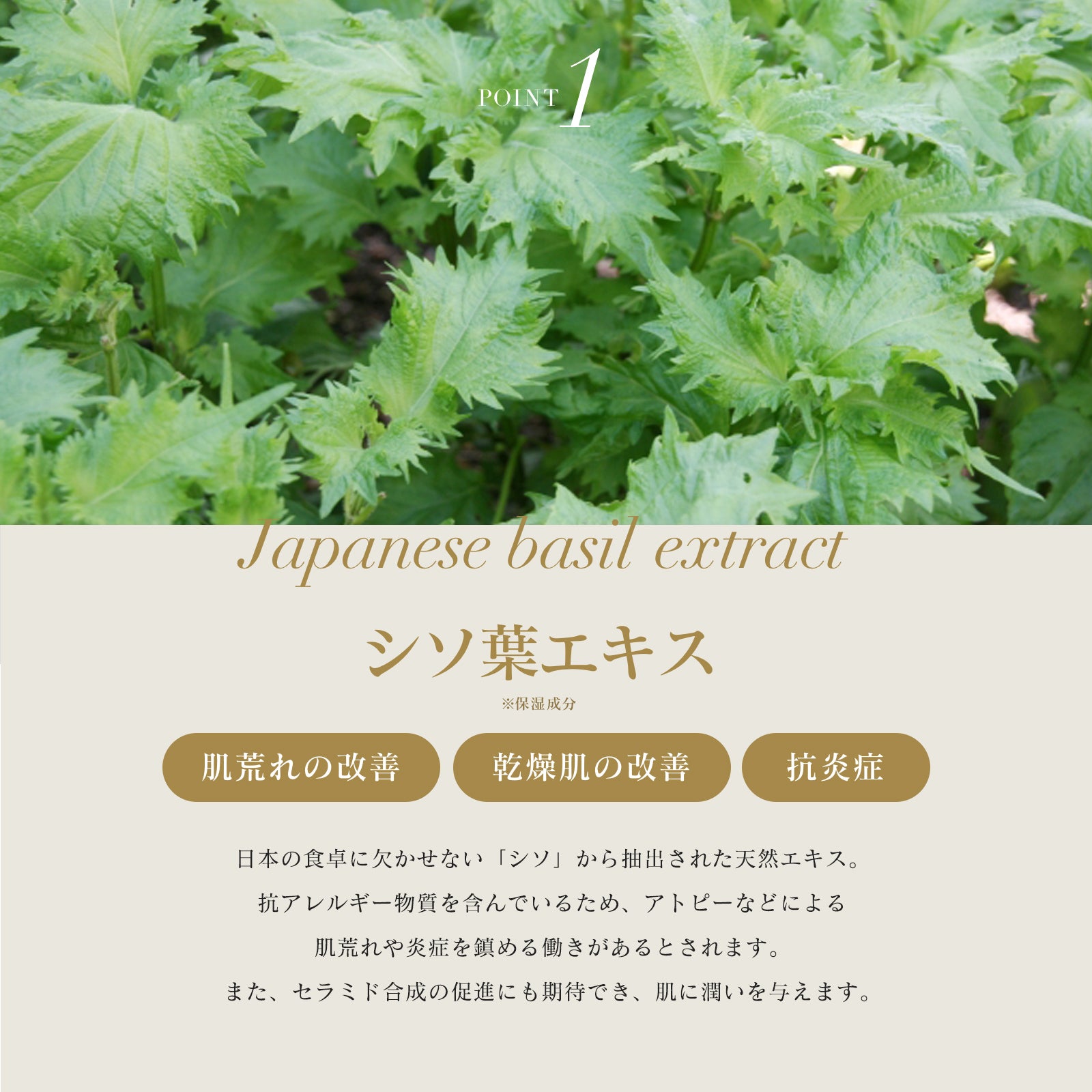 INNATUS｜BALMY LOTION Ⅱ – イナータスオンラインストア