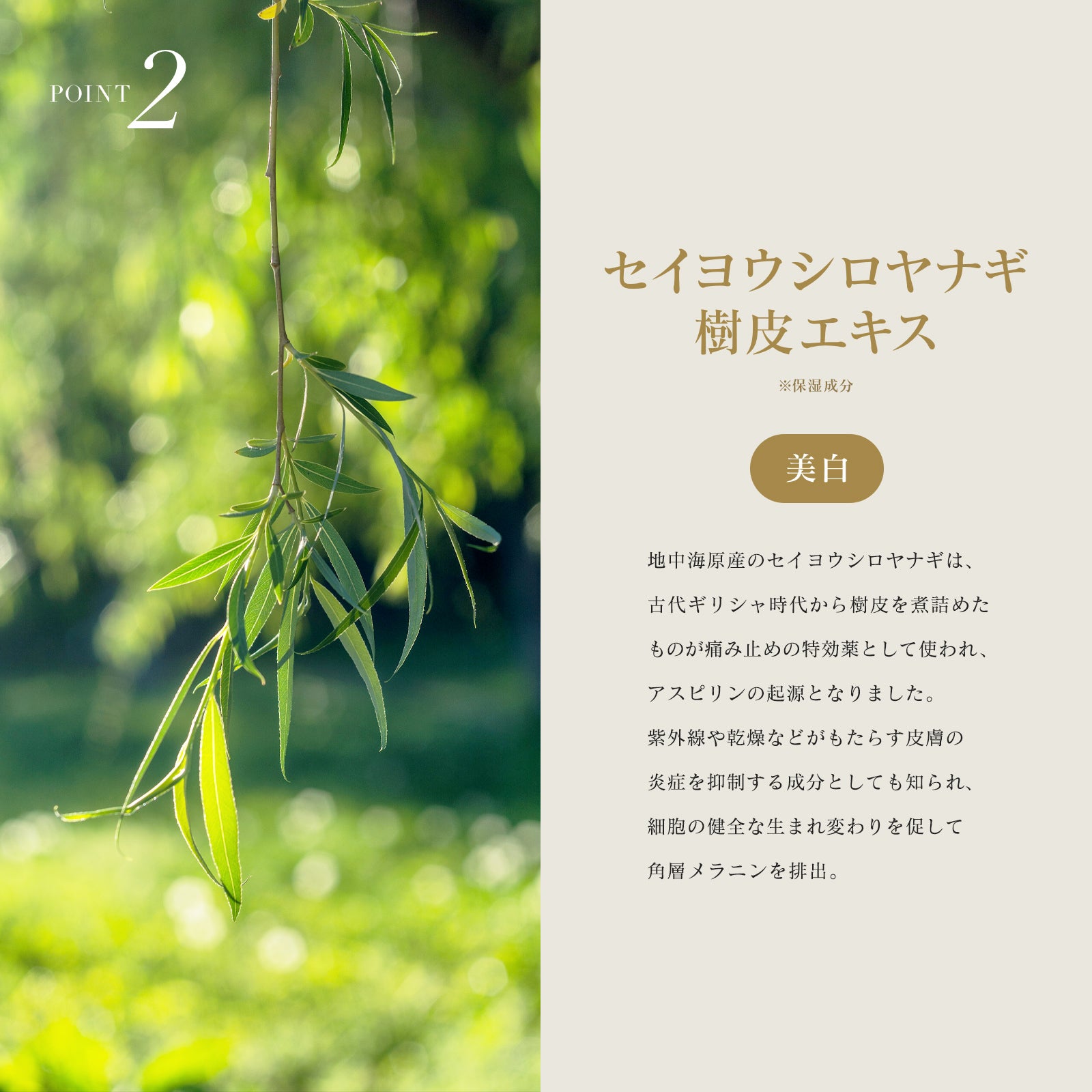 INNATUS｜REFRESHING CREAM – イナータスオンラインストア