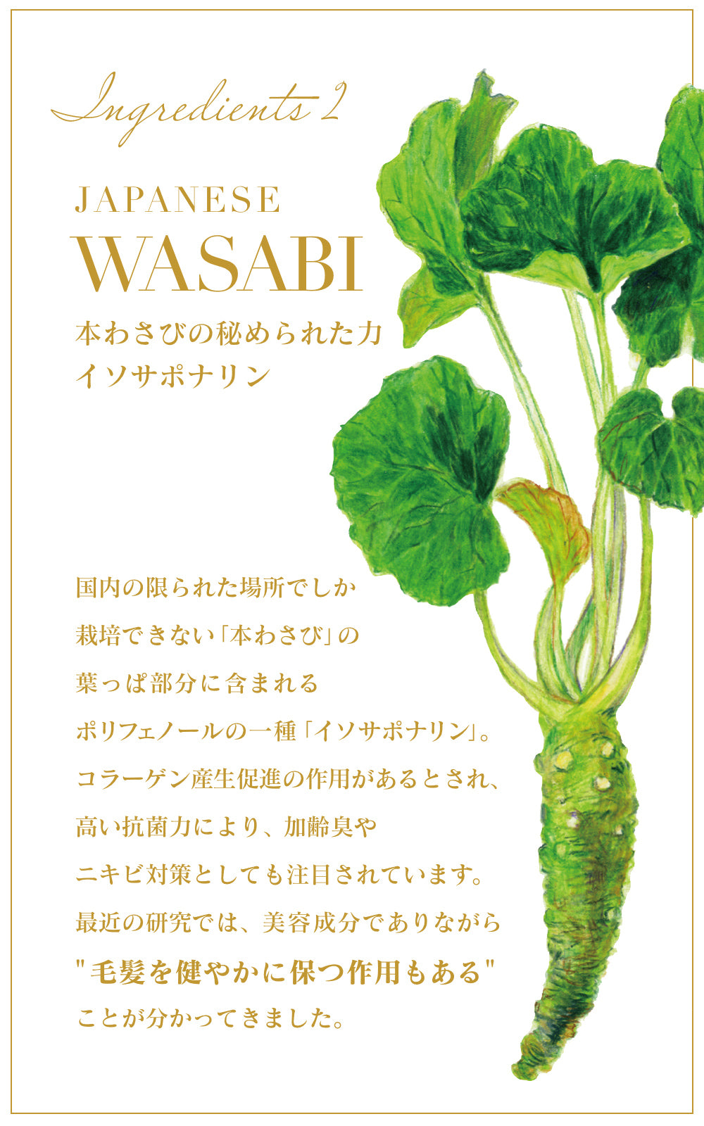 INNATUS｜ROSE SHAMPOO – イナータスオンラインストア